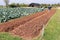 Agriculturist work in field cabbage.