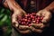 Agriculturists Hands Among Coffee Berries