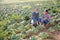 Agriculturists in protective masks examining cabbage after thunderstorm