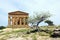 agrigento, Greek temple and olive tree