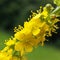 Agrimonia eupatoria