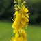 Agrimonia eupatoria