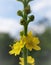 Agrimonia eupatoria