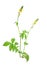 Agrimonia eupatoria, agrimony, church steeples or sticklewort