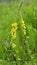 Agrimonia eupatoria blooms among herbs