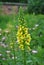 Agrimony