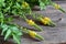 Agrimony flowers on a wooden table