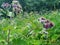 The agrimony plant grows on a green meadow, against a background of trees. Spiky fruits are round in shape with small purple flowe