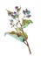 Agrimony plant. Watercolor illustration isolated