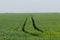 Agrimotor trails in a wheat field