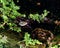 Agriope spider sitting on the web in the forest. Macro insect photo