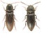 Agriotes lineatus left and Agriotes obscurus right are a beetles from the family of Elateridae.