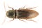 Agriotes lineatus is a species of beetle from the family of Elateridae. It is commonly known as the lined click beetle. It larvae