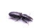 Agriotes obscurus is a species of beetle from the family of Elateridae.