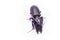 Agriotes obscurus is a species of beetle from the family of Elateridae.