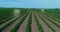 Agro-drones in agriculture - Agro Drones. Using drones in agriculture to spray fields. Crop Spraying Drones. Spraying