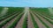 Agro-drones in agriculture - Agro Drones. Using drones in agriculture to spray fields. Crop Spraying Drones. Spraying