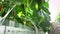 An agro greenhouse worker collects a ripe cucumber. Growing organic food and vegetables. Healthy eating. Hydroponics in