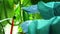 An agro greenhouse worker collects a ripe cucumber. Growing organic food and vegetables. Healthy eating. Hydroponics in