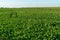 Agro-industrial complex for the cultivation of sugar beet. A large field with young beets. Stems and tops of beets in close-up