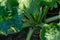 Agro-industrial complex for the cultivation of sugar beet. A large field with young beets. Stems and tops of beets in close-up