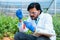 Agro scientist at greenhouse plantation busy testing by adding chemicals in to test tube - concept of biotechnology