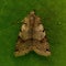 Agrochola litura, Brown-spot Pinion