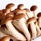 Agrocybe aegerita mushrooms