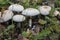 Agrocybe cilyndracea or aegerita poplar mushroom delicious mushroom of tobacco cream color that grows in riparian forests
