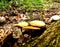 Agrocybe praecox mushrooms in a forest