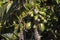 Agroforestry system with banana and papaya fruit plants; commercial trees such as eucalyptus and native species of the Atlantic