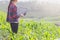 Agronomist analyzing cereals with laptop computer.