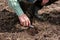 agronomist checks the quality of seed germination