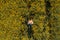 Agronomist with drone remote controller in blooming rapeseed field, aerial view