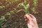 Agronomist examining corn seedling in field