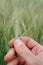 Agronomist examining ear of barley crop in field