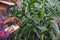 Agronomist examining plant in corn field, Couple farmer and researcher analyzing corn plant