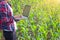 Agronomist examining plant in corn field, Couple farmer and researcher analyzing corn plant