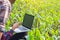 Agronomist examining plant in corn field, Couple farmer and researcher analyzing corn plant