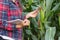 Agronomist examining plant in corn field, farmer and researcher