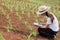 Agronomist examining plant in corn field, Female researchers are