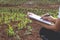 Agronomist examining plant in corn field, Female researchers are examining and taking notes in the corn seed field