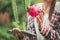 Agronomist examining plant in dragon fruit field, farmer analy