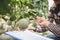 Agronomist examining plant in melon field, Couple farmer and researcher analyzing melon  plant