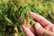 Agronomist examining proso millet green crop ears in field