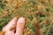 Agronomist examining proso millet ripe crop ears in field