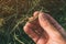 Agronomist examining rapeseed oil pod in field