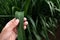 Agronomist examining sudan grass crop in plantation