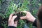 Agronomist or farmer analyze seedling into the soil, agro industry concept