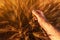 Agronomist farmer is inspecting ripening ears of wheat in field